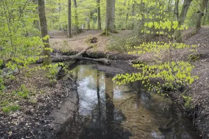 Beautiful German Forests Drucke: Stream and beech forest in spring