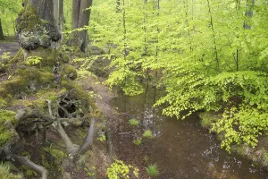 European Beech Tree Forests Drucke: Stream and beech forest in spring