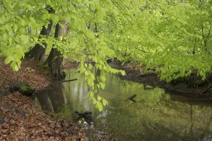 European Beech Tree Forests Drucke: Stream and beech forest in spring