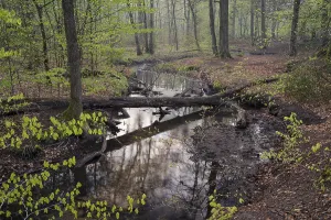 Central European Forest Landscapes Drucke: Stream and beech forest in spring