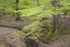Central European Forest Landscape Drucke: Stream and beech forest in spring