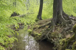European Beech Tree Forests Drucke: Stream and beech forest in spring