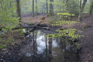 European Beech Tree Forest Drucke: Stream and beech forest in spring