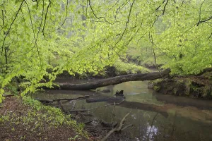 European Beech Tree Forests Drucke: Stream and beech forest in spring