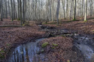 Beech Tree Forest Europe Drucke: Stream in a copper beech forest