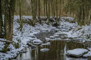 German Winter Nature Scene Drucke: A stream flows through a forest