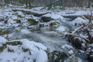 Bavaria Forest Landscape Drucke: A stream flows through the forest