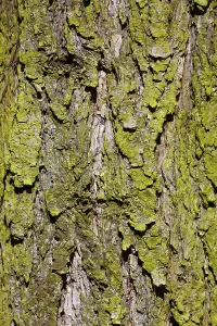 Landscape Photography Austria Drucke: Structured bark of a tree in the forest