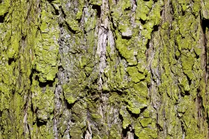 Open Air Forest Photography Drucke: Structured bark of a tree in the forest