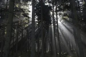 Sunbeams In The Forest Drucke: Sun rays in a forest