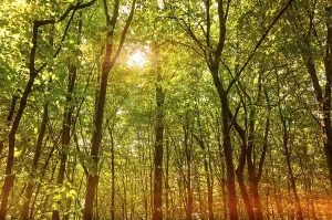 Sunlight In The Woods Drucke: Sun rays through the tree in a deep forest
