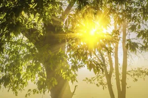 Sunrise In The Woods Drucke: Sun translucent through krone of tree