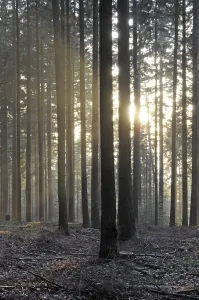 Deserted Woods Drucke: Sunbeams, forest, rays, tree, trees