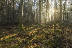 Sunbeams Through Trees Drucke: Sunbeams through the trees in a mountain forest in winter