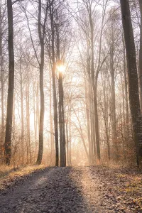 Sunlight In Forest Drucke: Sunlight breaking through the trees on a forest path