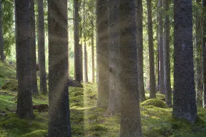 Romantic Nature Scene Drucke: Sunlight falling through a forest of pine trees