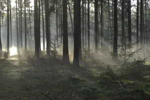 Forest Clearing Drucke: Sunlight and shadows in a forest