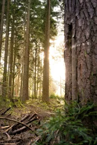 Empty Forest Track Germany Drucke: Sunlight streams through the spruce trees of the forest onto a forest path