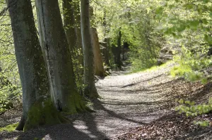 Beech Tree Forest Landscapes Drucke: Sunlit walking path in a beech forest in spring