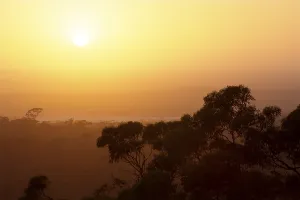 Eucalyptus Forest Drucke: Sunset above eucalyptus forest