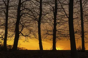 Red Sunset Sky Drucke: Sunset in the forest