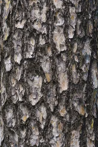Coniferous Tree Background Drucke: Texture of pine bark background