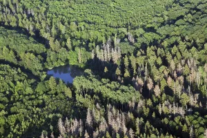 Deciduous Forest View Drucke: Thuringia
