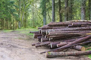 Piled Up Wood Logs Drucke: Timber stack by the forest road