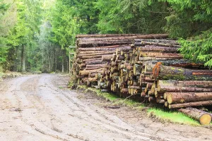 Scandinavian Forest Drucke: Timber stack by the road in the forest