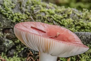 Deserted Pine Tree Forest Drucke: Toadstool in the pine forest