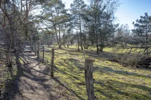 Uninhabited Woods Drucke: A tranquil forest path bordered by trees under bright sunlight