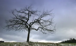 Snow Covered Forest Scene Drucke: The tree
