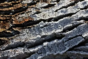 Frozen Forest Landscape Drucke: Tree bark