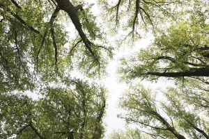 Daytime Forest Photography Drucke: Tree canopy from below