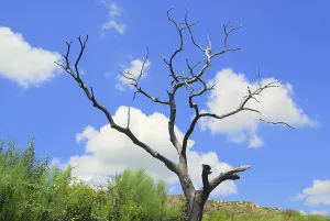 Forest Fire Damage Drucke: Tree dead, tree dead