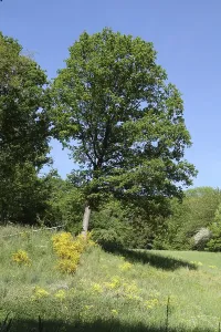Cultivated Landscape Photography Drucke: Tree on the edge of the forest