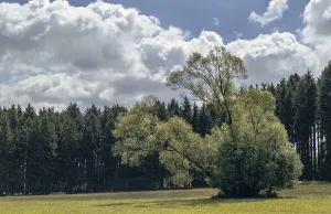Deserted Woodland Scenery Drucke: The tree in front of the forest