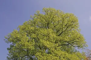 Travel Photography North Germany Drucke: Tree in spring