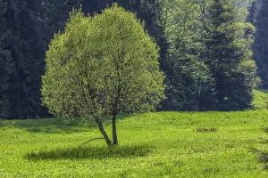 Springtime Nature Drucke: Tree in spring, Thuringian Forest