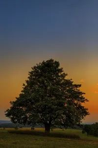 Evening Landscape Drucke: Tree in the sunset
