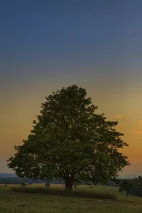 Blue Hour Evening Sky Drucke: Tree in the sunset
