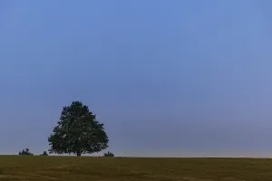 Blue Evening Sky Drucke: Tree in the sunset