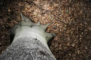 Forest Floor Landscape Photo Drucke: Tree trunk, from above
