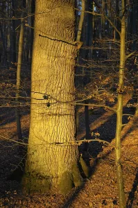 Warm Evening Light Drucke: Tree trunk