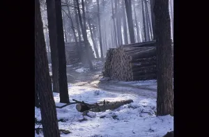 Uninhabited Woods Drucke: Tree trunks