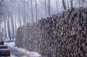 Tree Trunk Landscape Photo Drucke: Tree trunks
