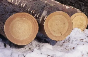 Snowy Tree Trunks Drucke: Tree trunks