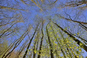 Deciduous Trees In Spring Drucke: Tree trunks, deciduous forest in spring