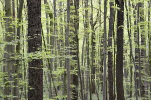 Deciduous Forest In Spring Drucke: Tree trunks, deciduous forest in spring
