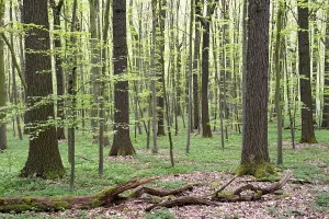 Springtime Deciduous Trees Drucke: Tree trunks, deciduous forest in spring